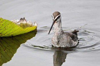 Spotted Redshank 霞ヶ浦 Sat, 9/30/2023