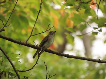 2023年10月2日(月) 杁ヶ池公園の野鳥観察記録