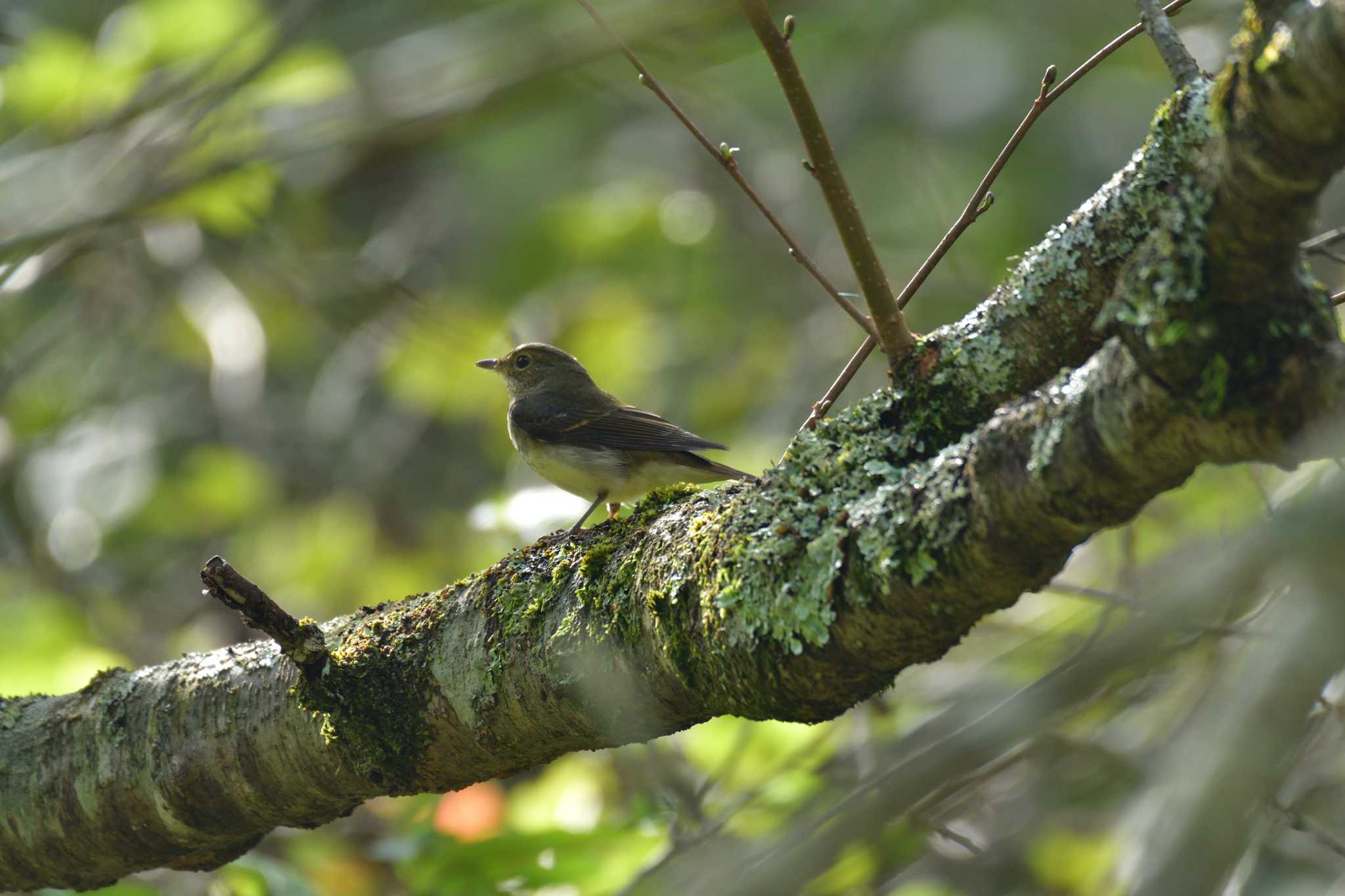 Narcissus Flycatcher