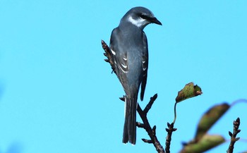 Ashy Minivet 日ノ岬 Sun, 9/24/2023