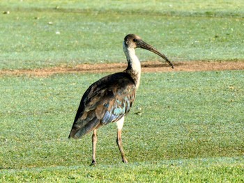 Straw-necked Ibis Raby, NSW, Australia Sat, 9/30/2023