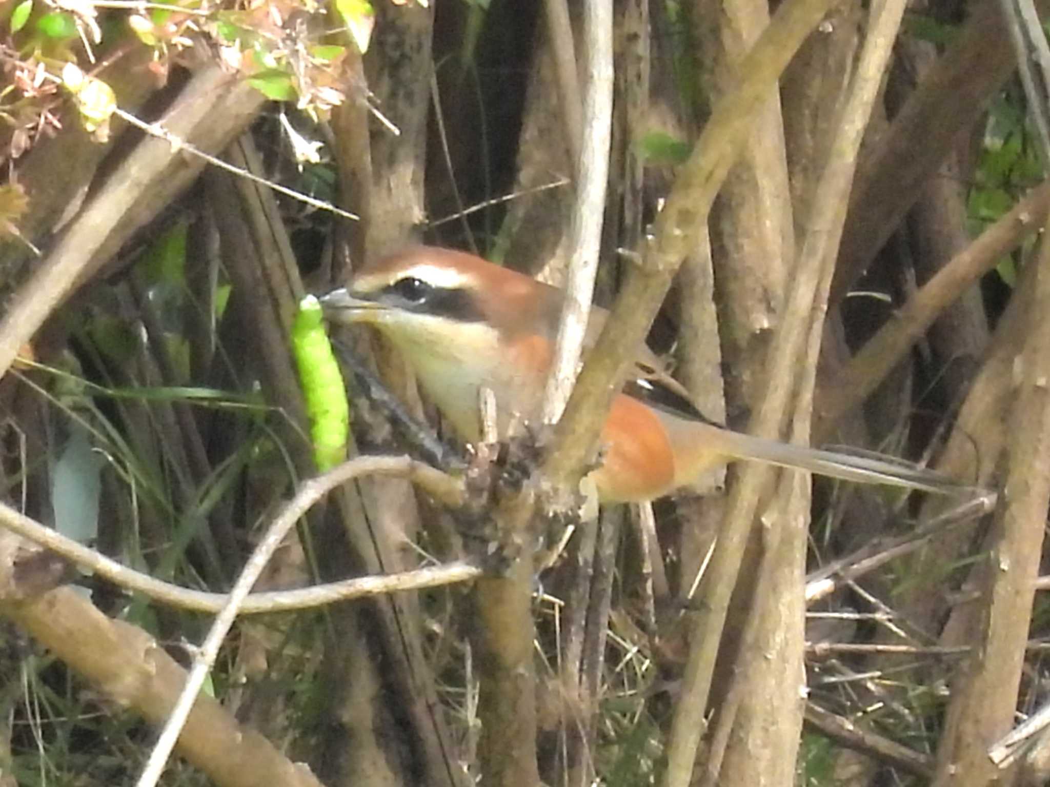 Bull-headed Shrike