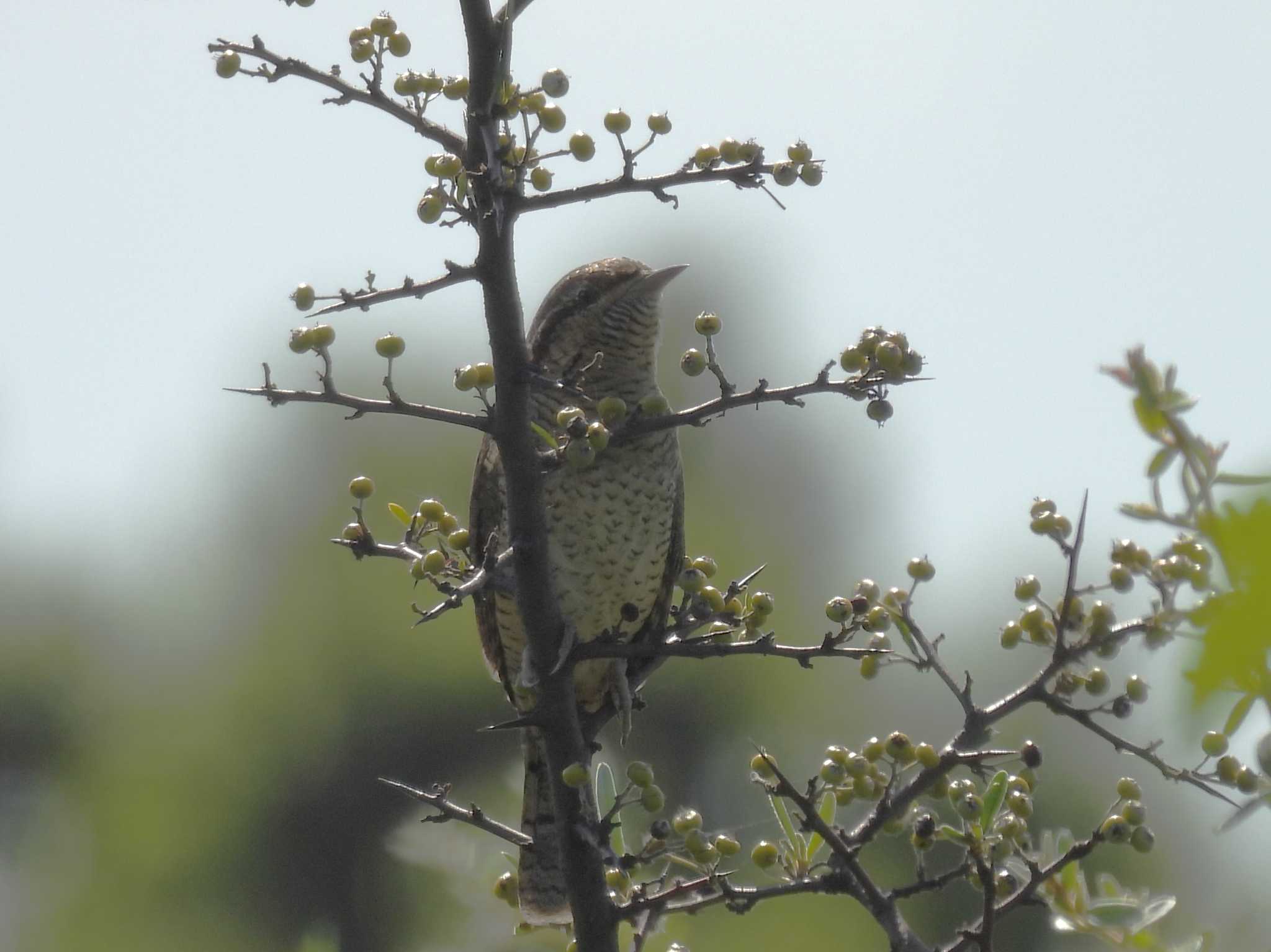 Eurasian Wryneck