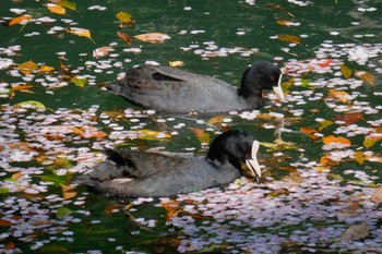 オオバン YS公園 2018年3月30日(金)