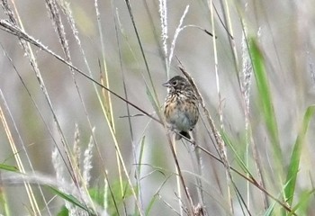 Chestnut-eared Bunting JGSDF Kita-Fuji Exercise Area Sun, 9/24/2023