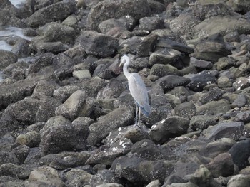 Grey Heron 新木場緑道公園(東京都江東区) Sun, 10/1/2023