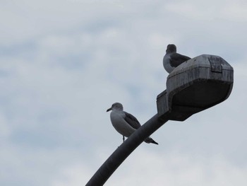 Black-tailed Gull 新木場緑道公園(東京都江東区) Sun, 10/1/2023