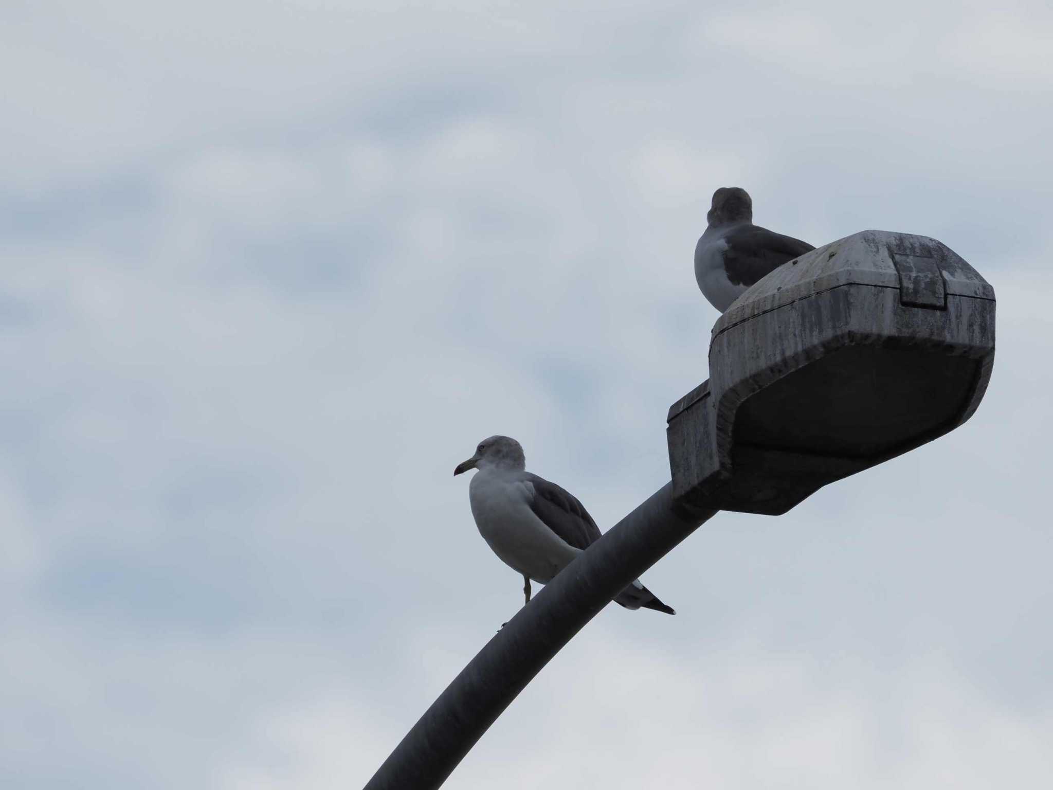 Photo of Black-tailed Gull at 新木場緑道公園(東京都江東区) by さとーで