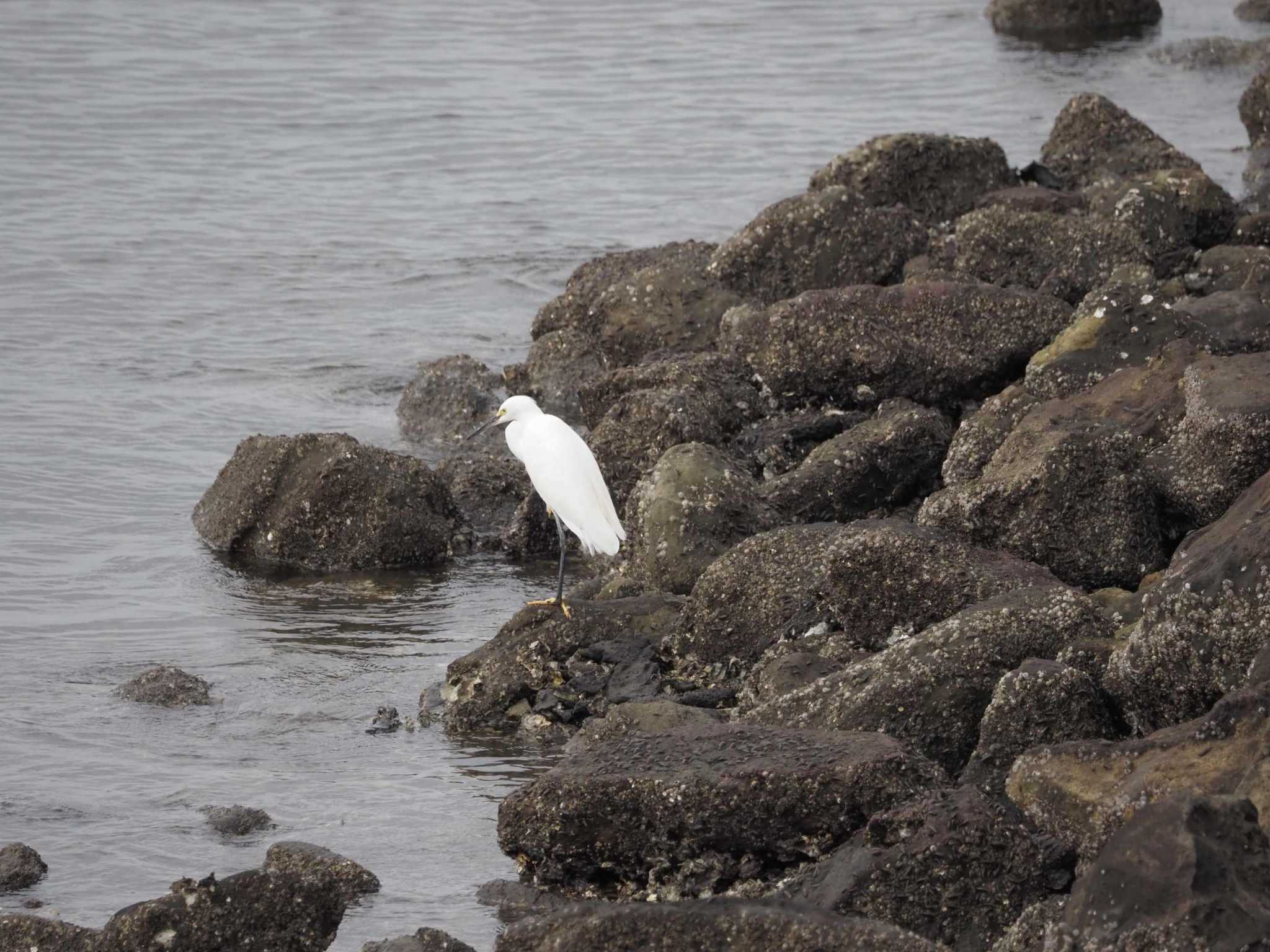 Photo of Little Egret at 新木場緑道公園(東京都江東区) by さとーで