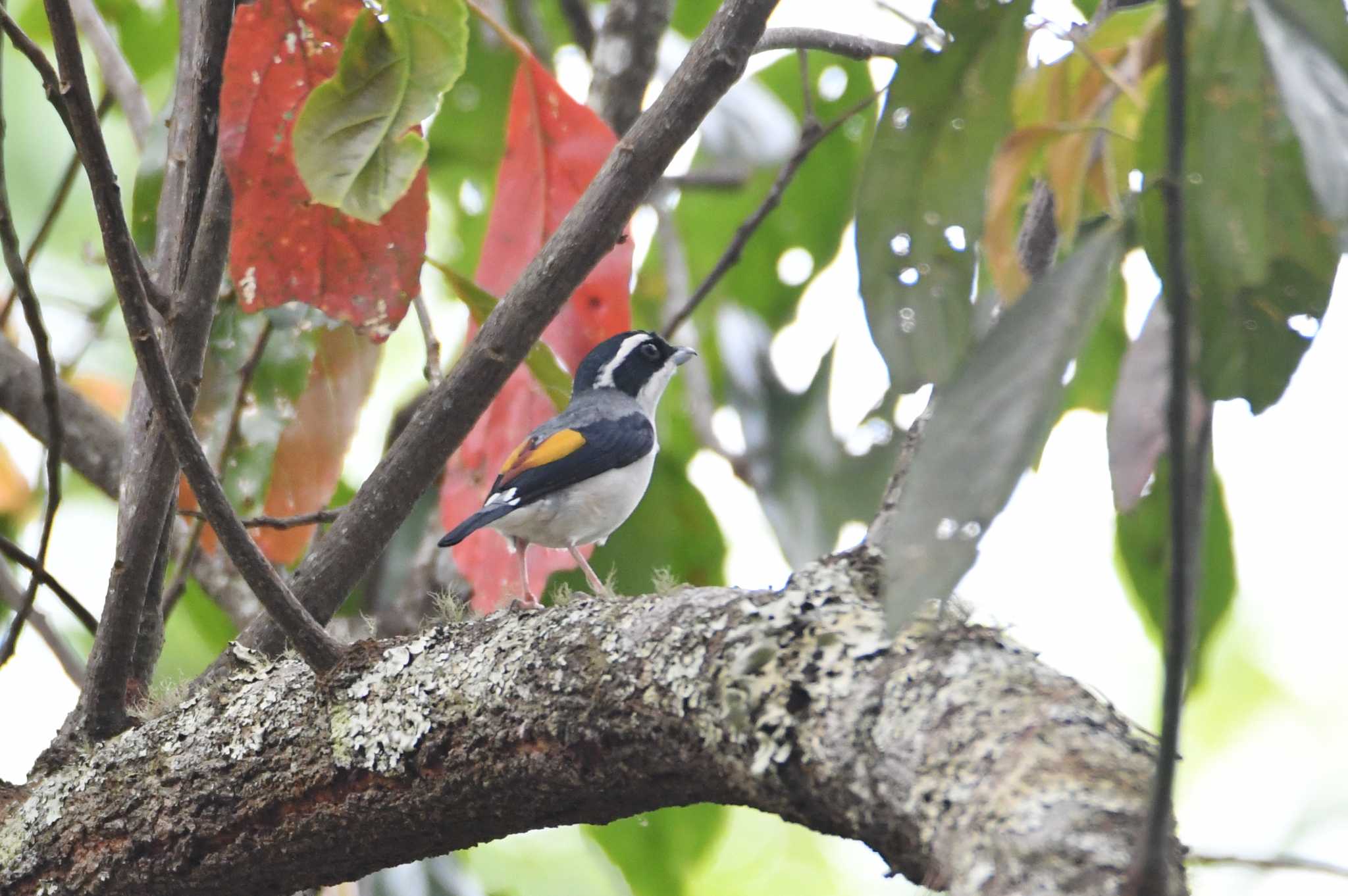 White-browed Shrike-Babbler