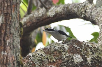 White-browed Shrike-Babbler Doi Sanju Tue, 2/21/2023