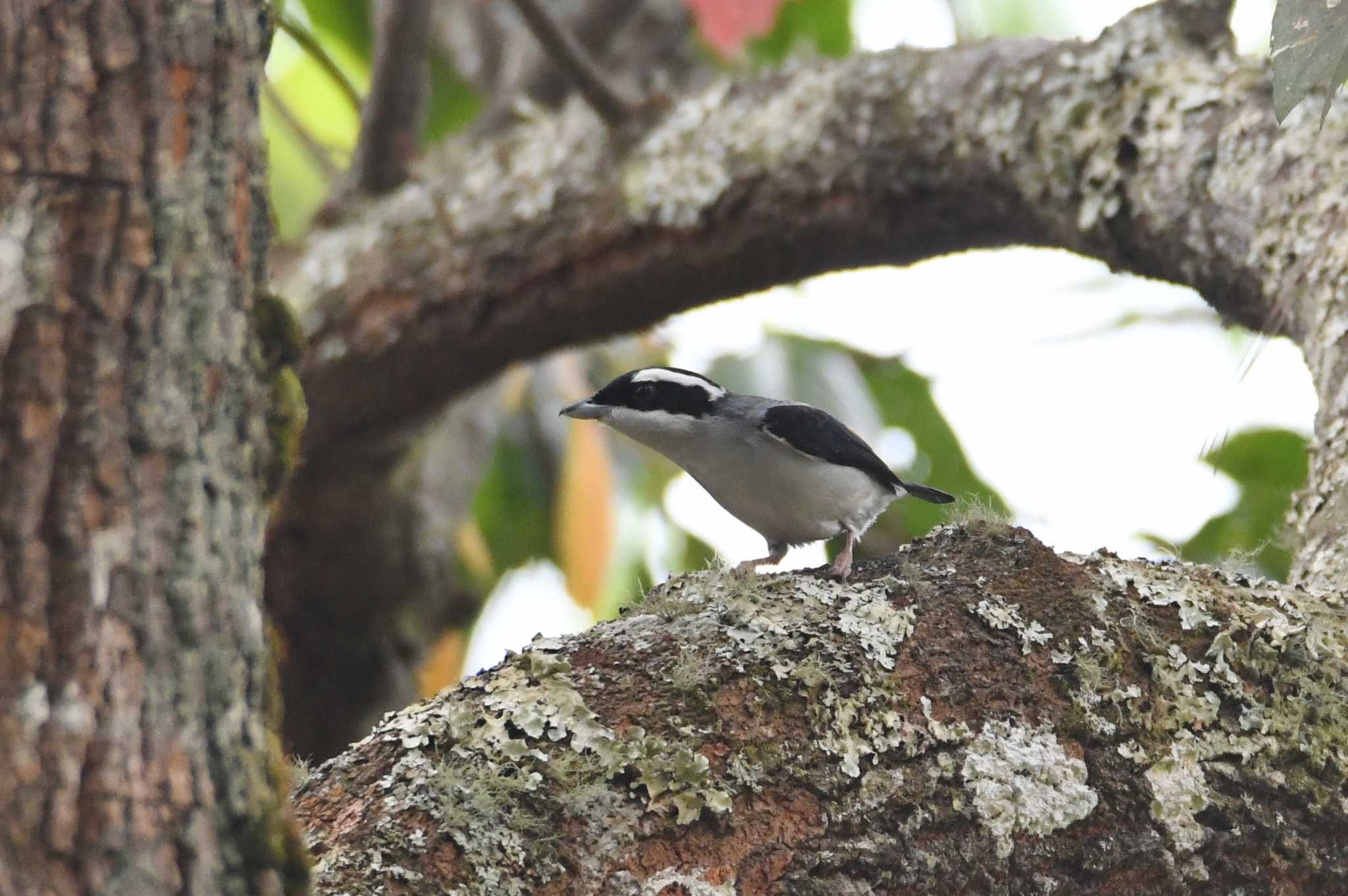 White-browed Shrike-Babbler