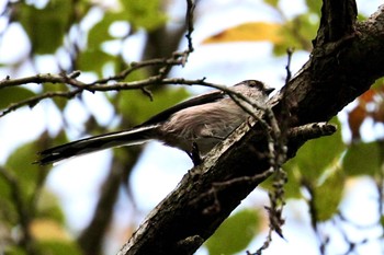 Long-tailed Tit 吾妻山公園 Tue, 9/26/2023