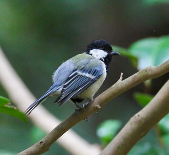 Japanese Tit 吾妻山公園 Fri, 9/29/2023