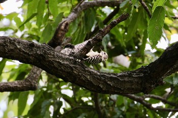 Japanese Pygmy Woodpecker 吾妻山公園 Fri, 9/29/2023