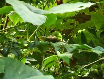 Japanese Bush Warbler 神奈川県中郡大磯町境川堰堤 Wed, 9/20/2023