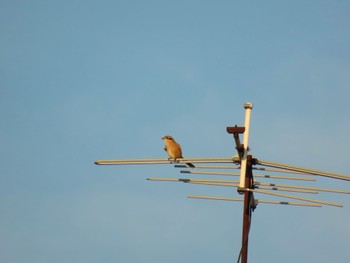 Bull-headed Shrike 大磯町不動川 Sun, 9/24/2023