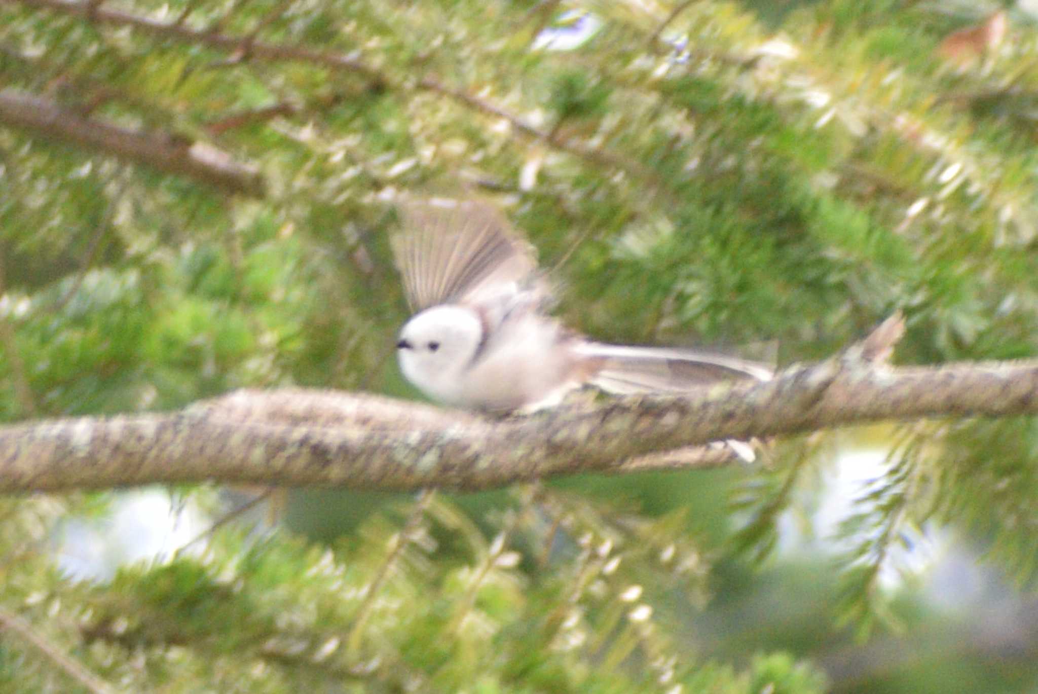 Long-tailed tit(japonicus)