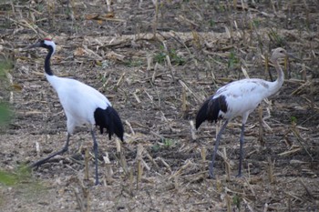 2023年9月25日(月) 道東の野鳥観察記録