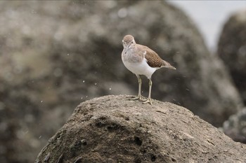 イソシギ 東京港野鳥公園 2023年10月1日(日)