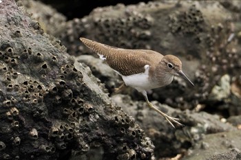 イソシギ 東京港野鳥公園 2023年10月1日(日)