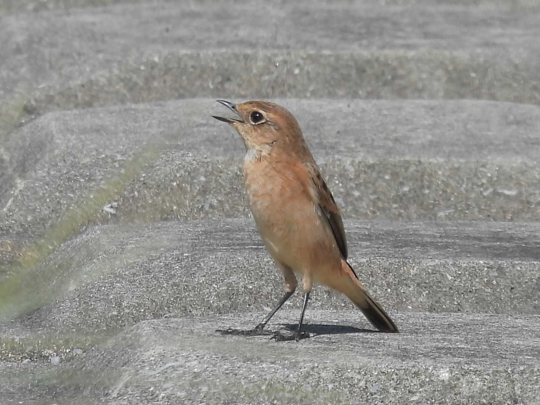 Amur Stonechat