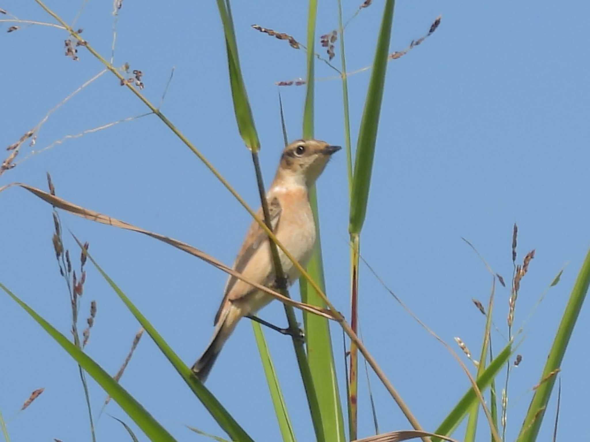 Amur Stonechat