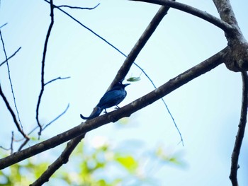 Hair-crested Drongo Tangkoko NR(Indonesia Sulawesi Island) Thu, 9/21/2023