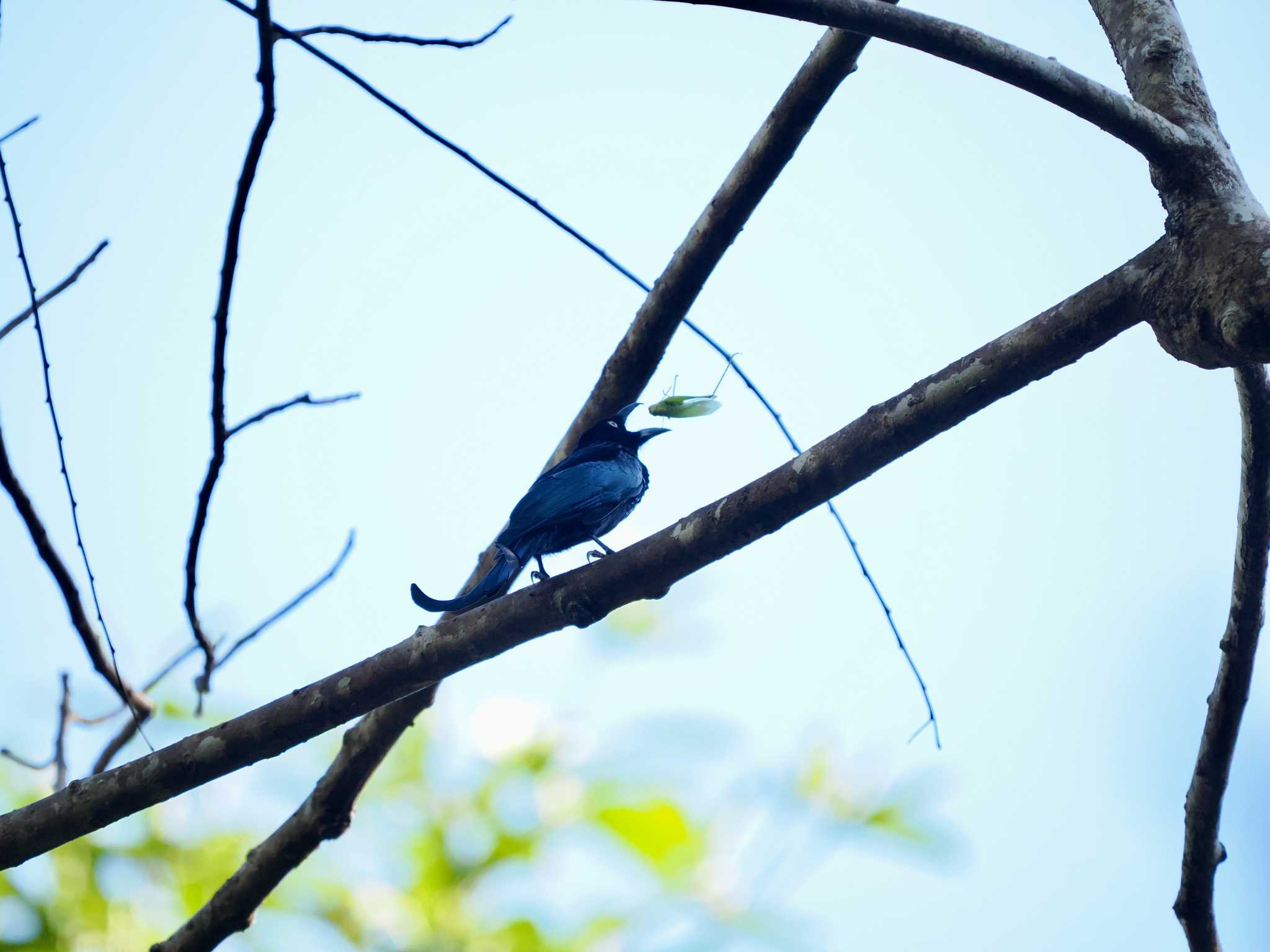 Hair-crested Drongo