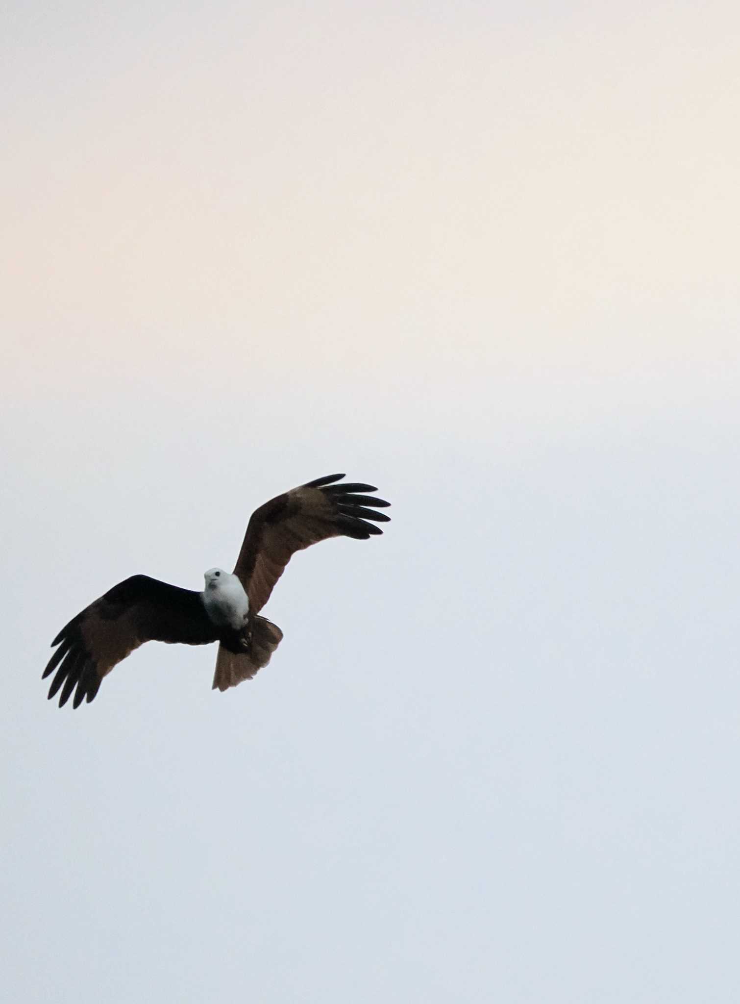 Photo of Brahminy Kite at Tangkoko NR(Indonesia Sulawesi Island) by okamooo