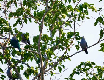 Green Imperial Pigeon Tangkoko NR(Indonesia Sulawesi Island) Thu, 9/21/2023