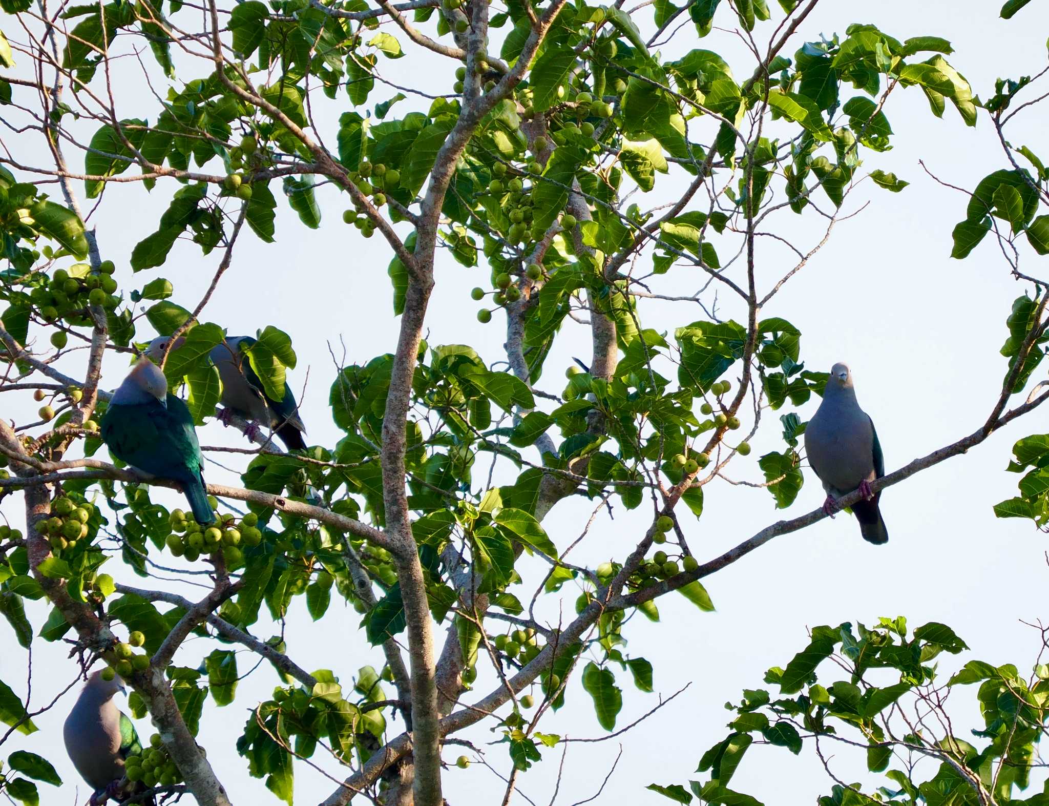 Green Imperial Pigeon