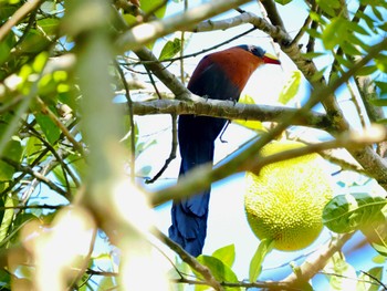 Yellow-billed Malkoha Tangkoko NR(Indonesia Sulawesi Island) Thu, 9/21/2023