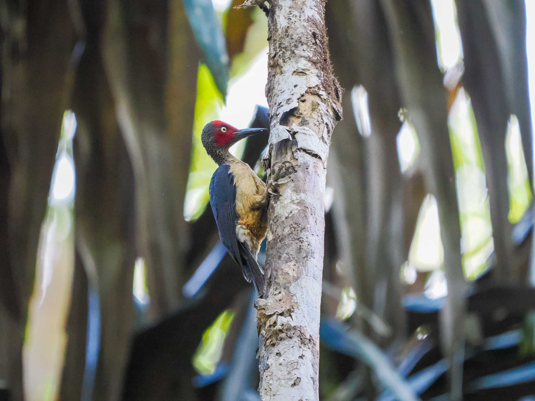 Photo of Ashy Woodpecker at Tangkoko NR(Indonesia Sulawesi Island) by okamooo