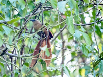 Bay Coucal Tangkoko NR(Indonesia Sulawesi Island) Thu, 9/21/2023