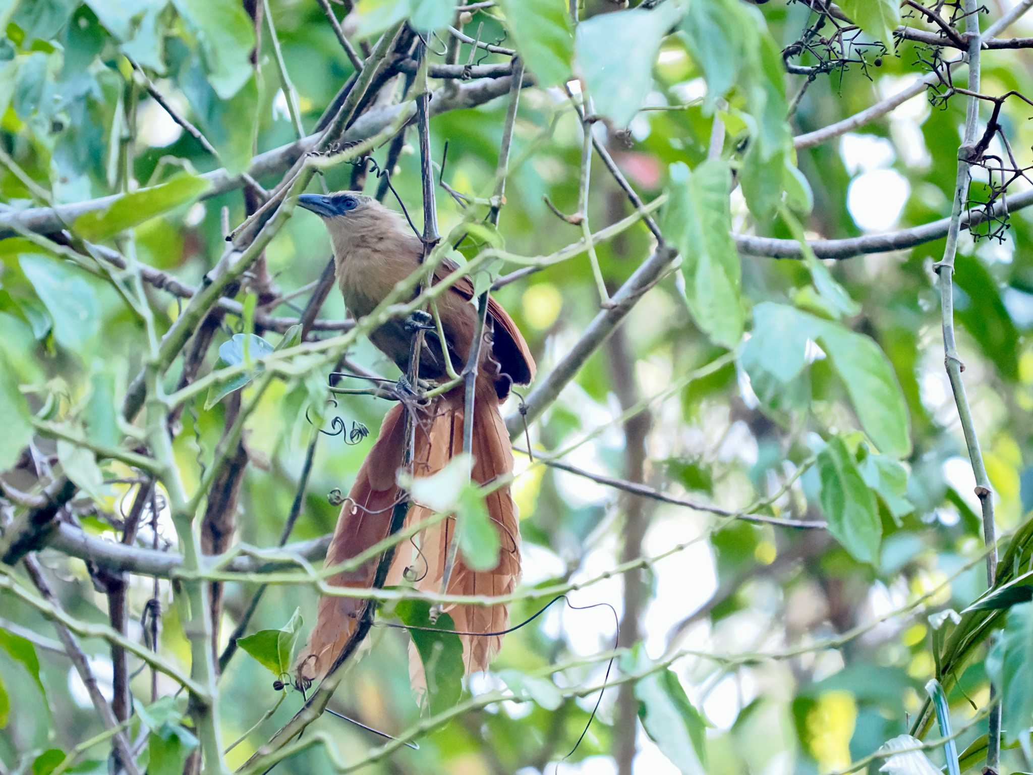 タンココ自然保護区 セレベスバンケンの写真 by okamooo