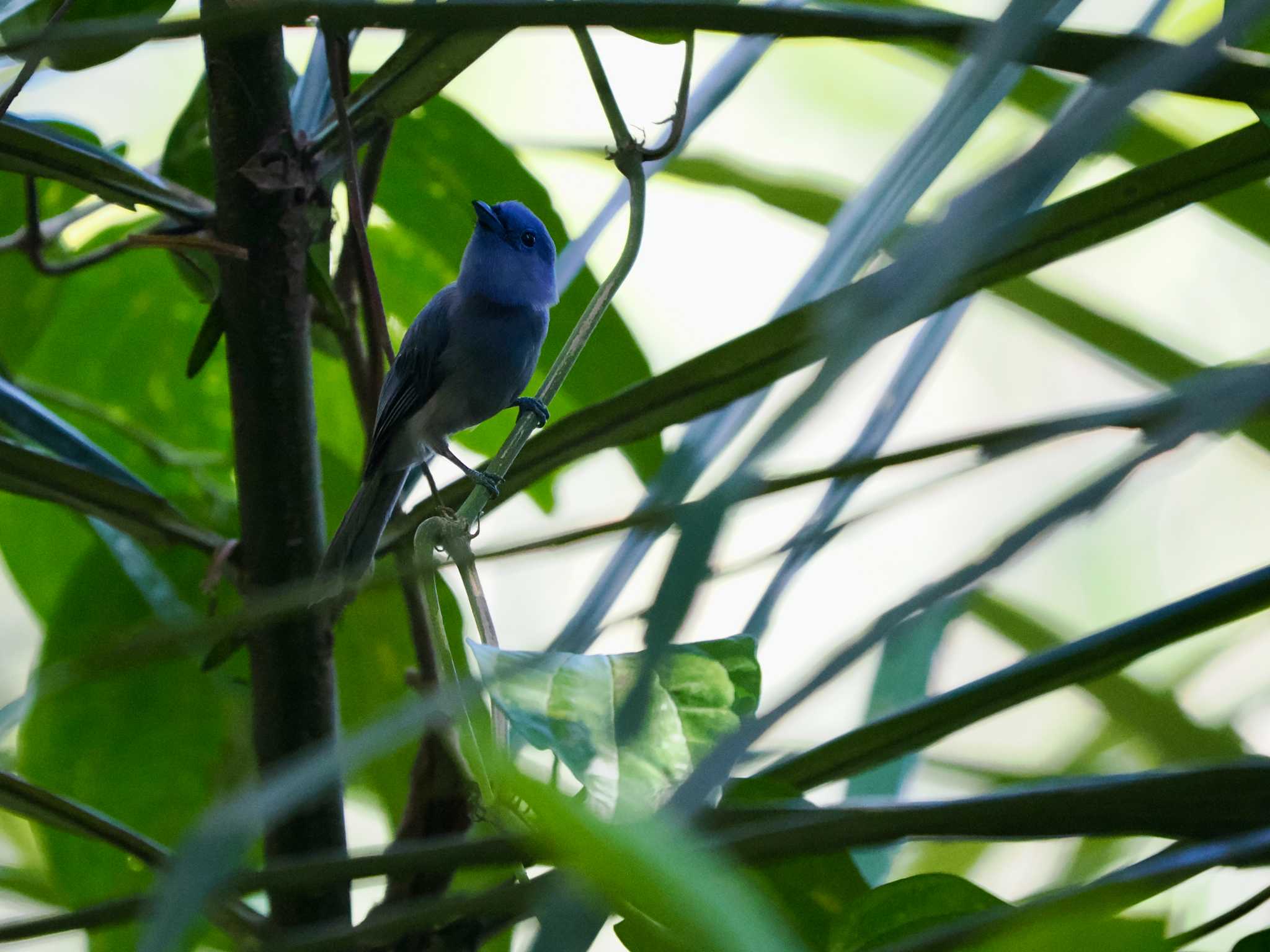 Photo of Black-naped Monarch at Tangkoko NR(Indonesia Sulawesi Island) by okamooo