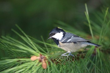 Mon, 9/17/2018 Birding report at 北海道 函館市 東山