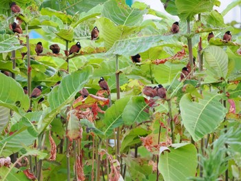 Chestnut Munia Tangkoko NR(Indonesia Sulawesi Island) Thu, 9/21/2023