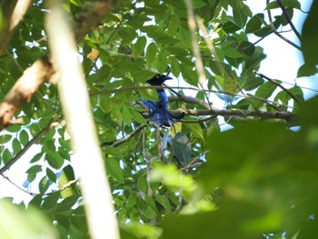 Hair-crested Drongo Tangkoko NR(Indonesia Sulawesi Island) Thu, 9/21/2023