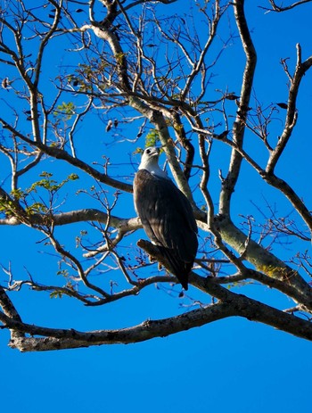 White-bellied Sea Eagle Tangkoko NR(Indonesia Sulawesi Island) Fri, 9/22/2023