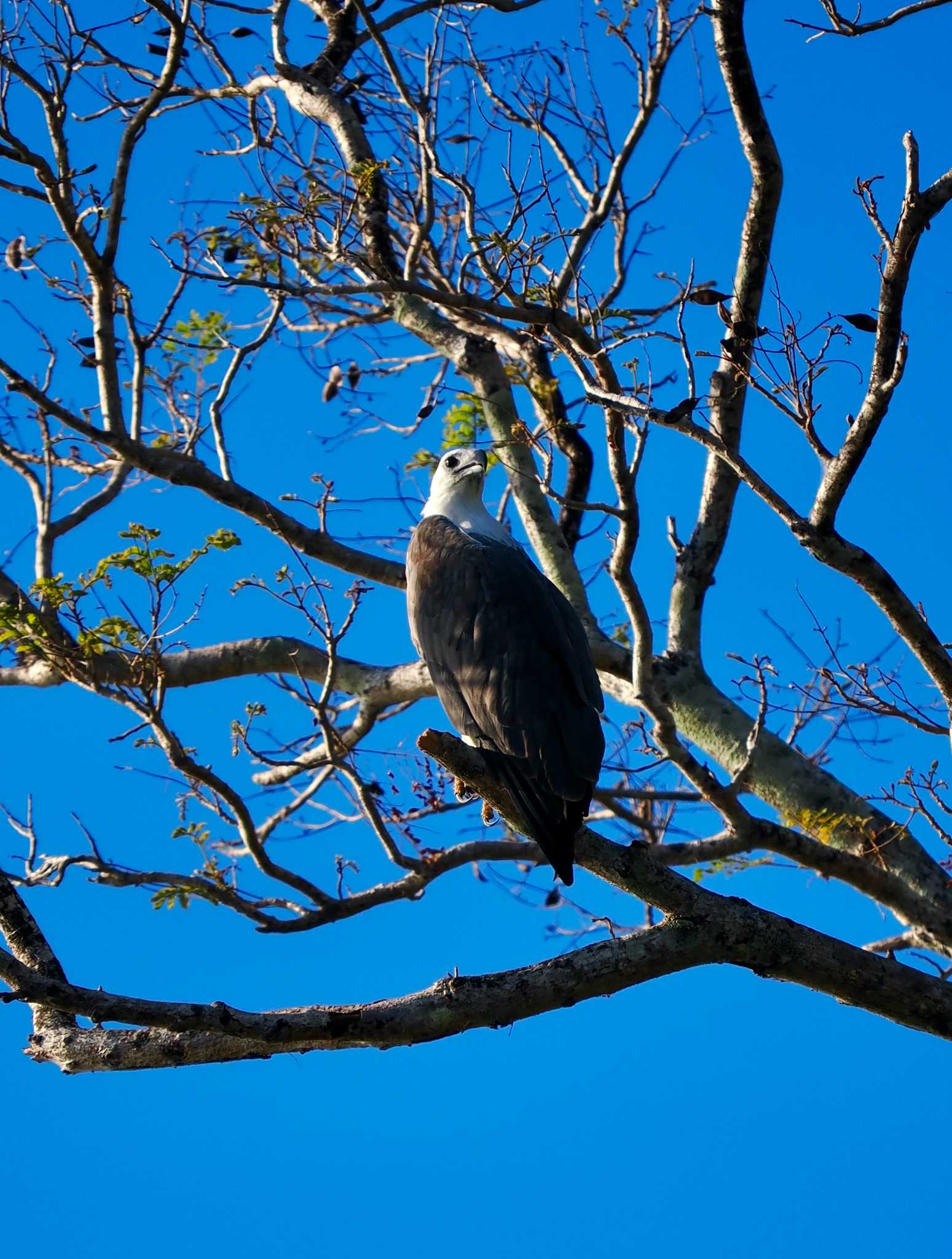 タンココ自然保護区 シロハラウミワシの写真 by okamooo