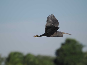 Great-billed Heron Tangkoko NR(Indonesia Sulawesi Island) Fri, 9/22/2023