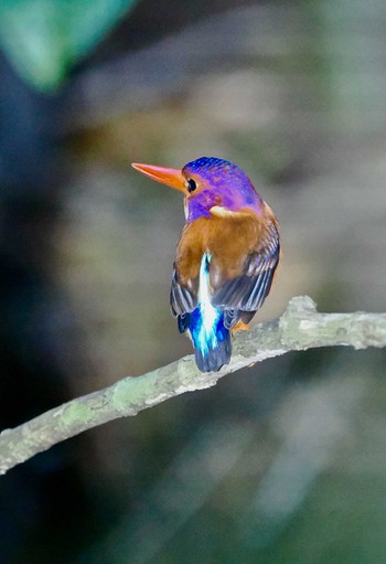 Sulawesi Dwarf Kingfisher Tangkoko NR(Indonesia Sulawesi Island) Fri, 9/22/2023