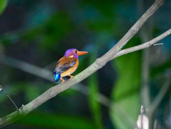 Sulawesi Dwarf Kingfisher Tangkoko NR(Indonesia Sulawesi Island) Fri, 9/22/2023