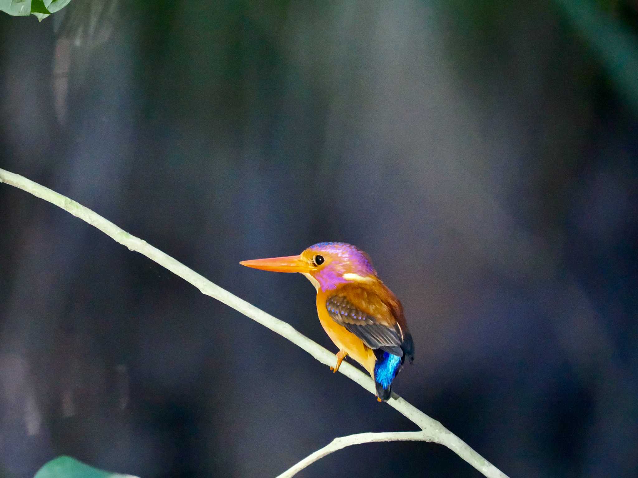 Photo of Sulawesi Dwarf Kingfisher at Tangkoko NR(Indonesia Sulawesi Island) by okamooo