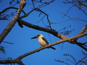 Great-billed Kingfisher Tangkoko NR(Indonesia Sulawesi Island) Fri, 9/22/2023