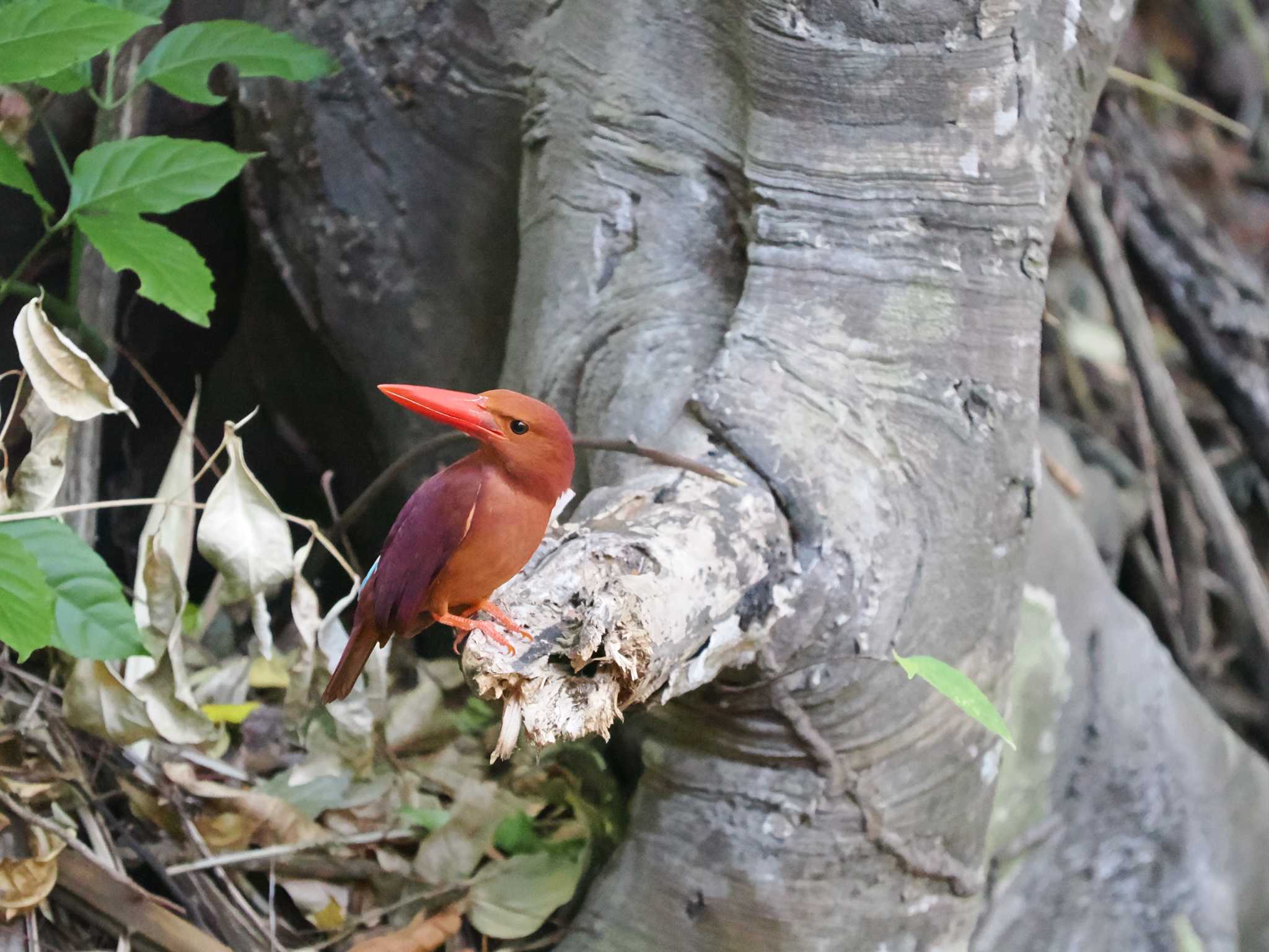 Photo of Ruddy Kingfisher at Tangkoko NR(Indonesia Sulawesi Island) by okamooo