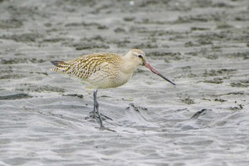 2023年9月30日(土) ふなばし三番瀬海浜公園の野鳥観察記録