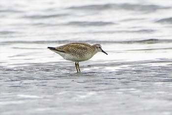 コオバシギ ふなばし三番瀬海浜公園 2023年9月30日(土)